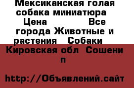 Мексиканская голая собака миниатюра › Цена ­ 53 000 - Все города Животные и растения » Собаки   . Кировская обл.,Сошени п.